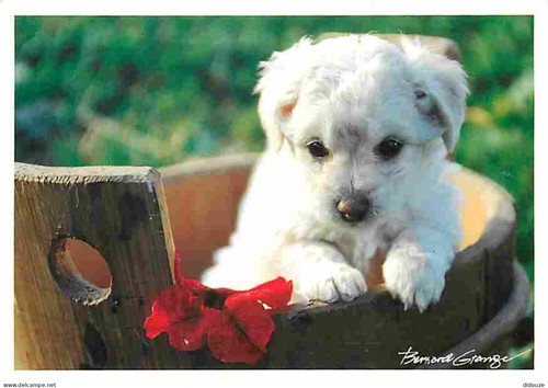 Carte postale animaux - -,
