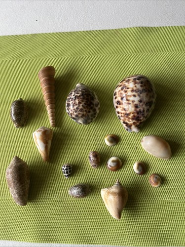 Ensemble coquillages exotiques - coquillages,