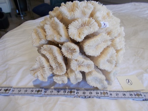 Tres beau corail blanc - corail,