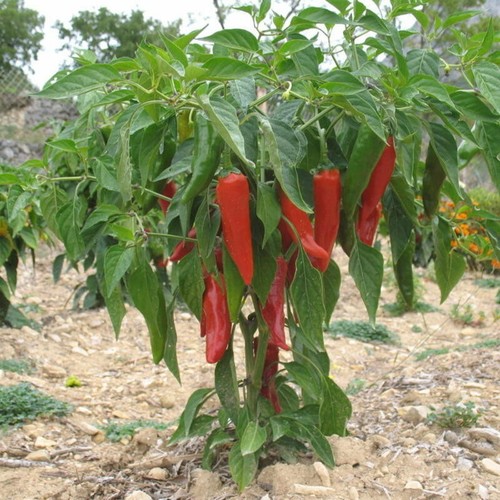 Graines piment - graines, de