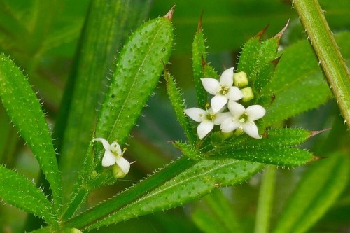 Clivers galium aparine - clivers,