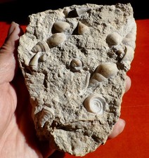 GASTÉROPODES JURASSIQUES DE