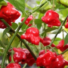 Lot De 5 Graines De Piment