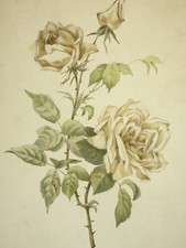 ROSE THE VERT Gravure