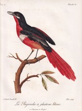 Lanius Oiseau État De La