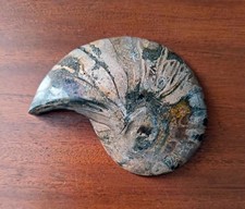 Fossile Ammonite polie –