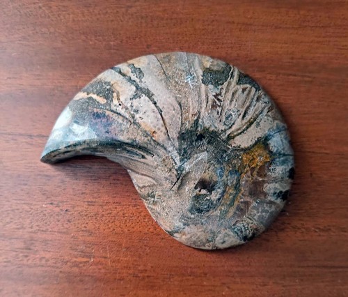 Fossile ammonite polie - fossile,