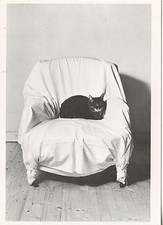 POSTCARD / CARTE POSTALE PHOTO BRIGITTE LANGEVIN CHAT SUR UN FAUTEUIL / CAT CHAT
