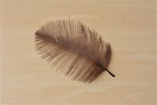 Solde Qualité Autruche Plume