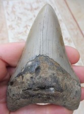Grand Megalodon Dent - 10.4cm