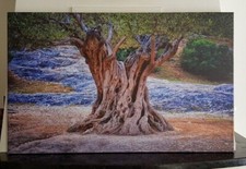 Tableau toile l'olivier
