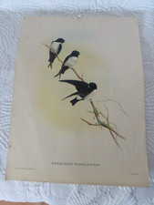 John Gould impression oiseau Hirondelle Delichon Nipalensis