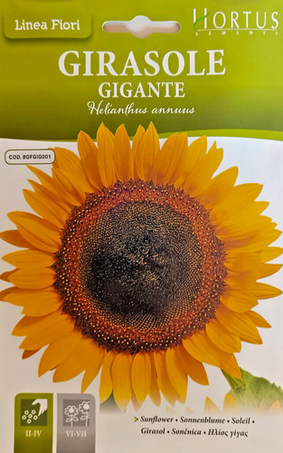 Graines tournesol géantes - graines,