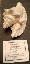 VERY NICE  SHELL ! STROMBUS(LOBATUS)GALLUS, ANTILLES 96 mm