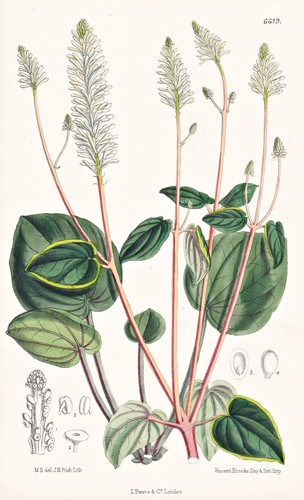 Peperomia resedaeflora new - peperomia,