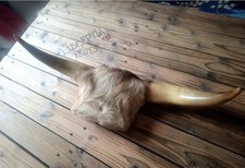 Vintage Wall-Mounted Bull Horns with Fur – Rustic Western Decor
