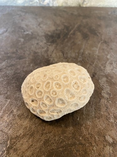 Corail fossile décoration - corail,