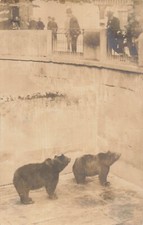 Bern Suisse~Ours Célèbres Dans La Fosse~Véritable Carte Postale