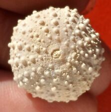 OURSIN FOSSILE JURASSIQUE DES