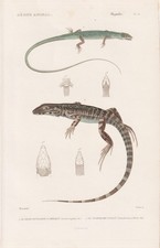 Lacerta Teguixin Lézards