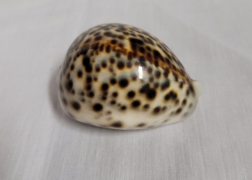 Coquillage collection - coquillage, de
