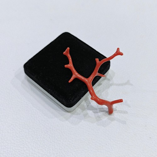 Branche corail rouge - corail,