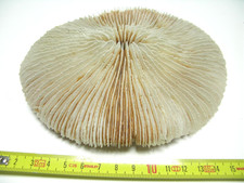 Corail FUNGIA coussin de