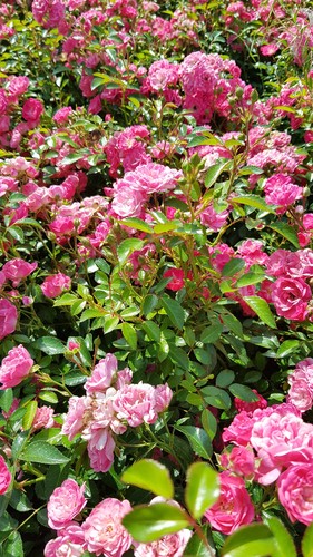 Rosa the fairy rose rosier - 'the,