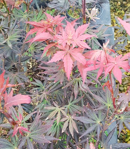 Acer palmatum trompenburg - acer, /