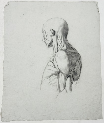 Dessin anatomie homme - d’anatomie,