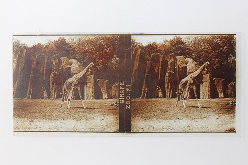 Girafe zoo france plaque - girafe,