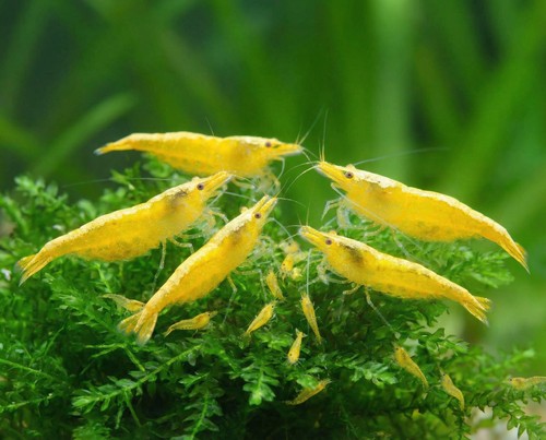 Lot crevettes - de,