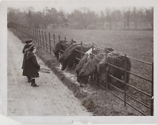 Press Photo DAILY MIRROR - Poney Shetland girls - Southampton ? années 1940-50