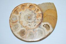 FOSSILE NAUTILE MARBRE OBJET