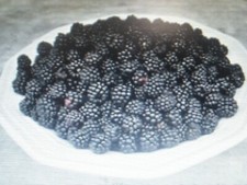 50 Graines de Mûre Sauvage