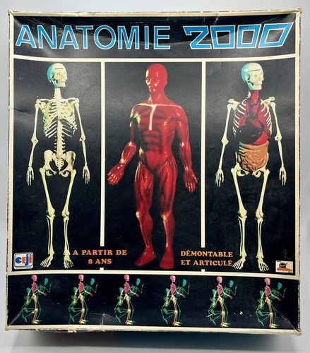 Figurine anatomique - (36, cm)