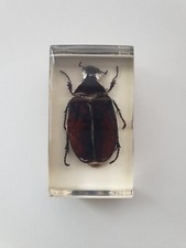 Insecte sous résine -