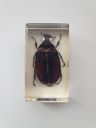 Insecte sous résine - ,