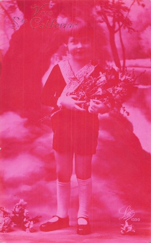 Rose vive ste catherine - rose,