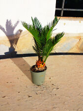 Fougère palmière - Cycas