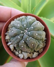 ASTROPHYTUM ASTERIAS 'KIKKO'