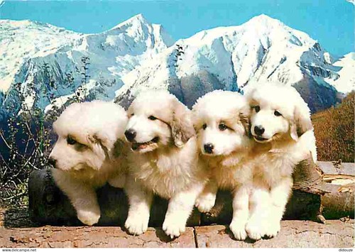Carte postale animaux - -,