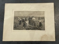 Dessin Planche ancienne La Moisson Des Œillettes Salon De 1897