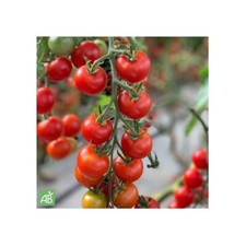 Tomate-Cerise Rouge - Miel du Mexique BIO