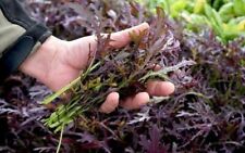Moutarde de Chine  rouge bio Metis   80 graines  mesclun salade engrais vert h