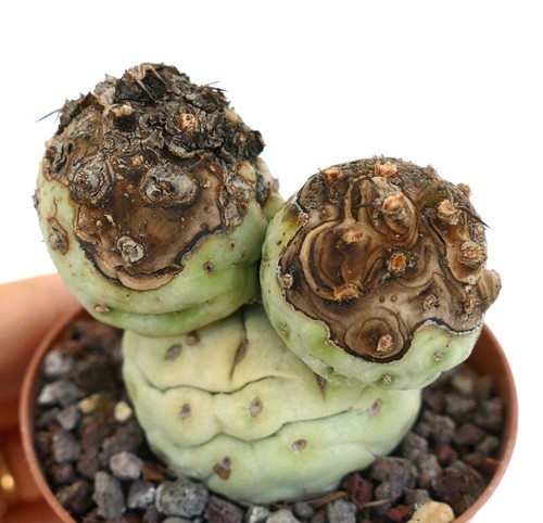 Tephrocactus geometricus - ,