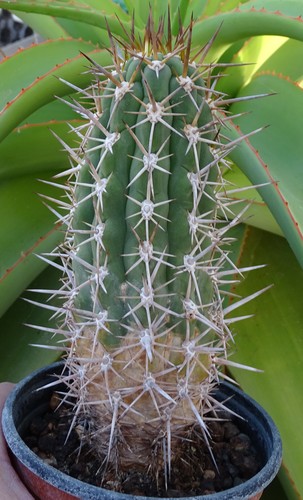 Echinopsis chiloensis ssp