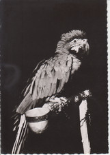 CACATOÈS KAKADU sur CARTE POSTALE  PUB  LABORATOIRE de PHARMACIE Montreuil