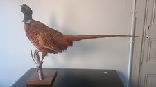 TAXIDERMIE Beau Faisan