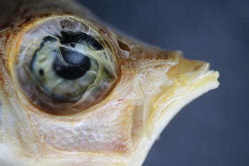 Superbe poisson sanglier - superbe, poisson-sanglier